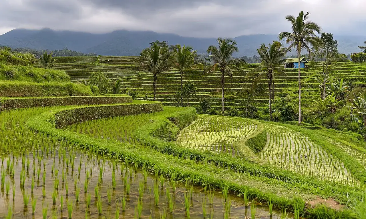 Green rice terraces and palm trees at Jatiluwih
