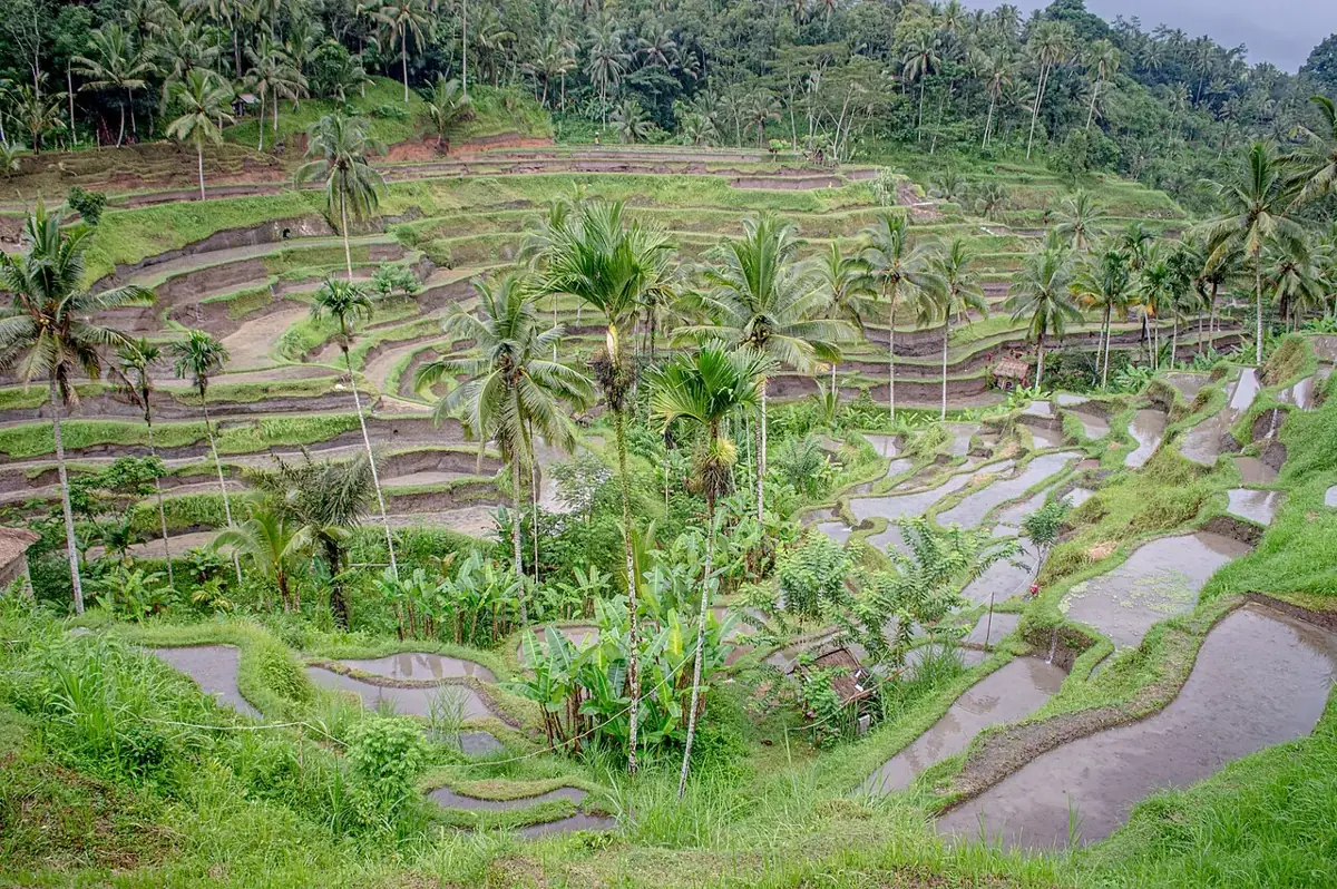 Water-filled rice terraces and palm trees at Tegallalang