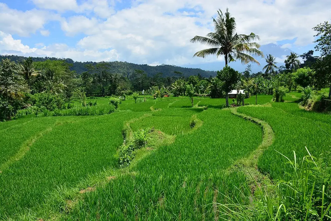 Rice fields and palm trees in the Sidemen countryside
