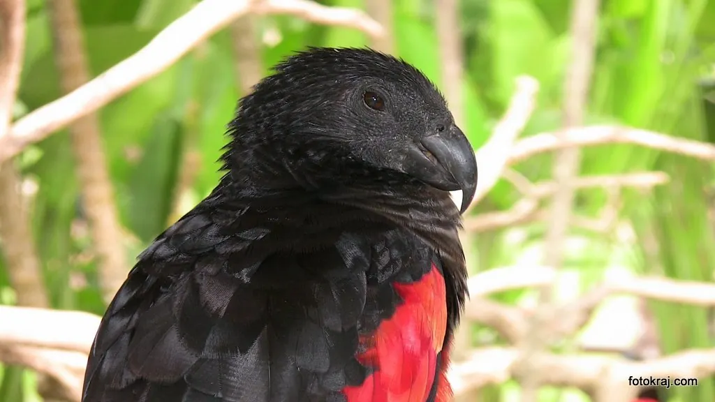 A black and red Pesquet’s parrot at Bali Bird Park — A Pesquet’s parrot at Bali Bird Park