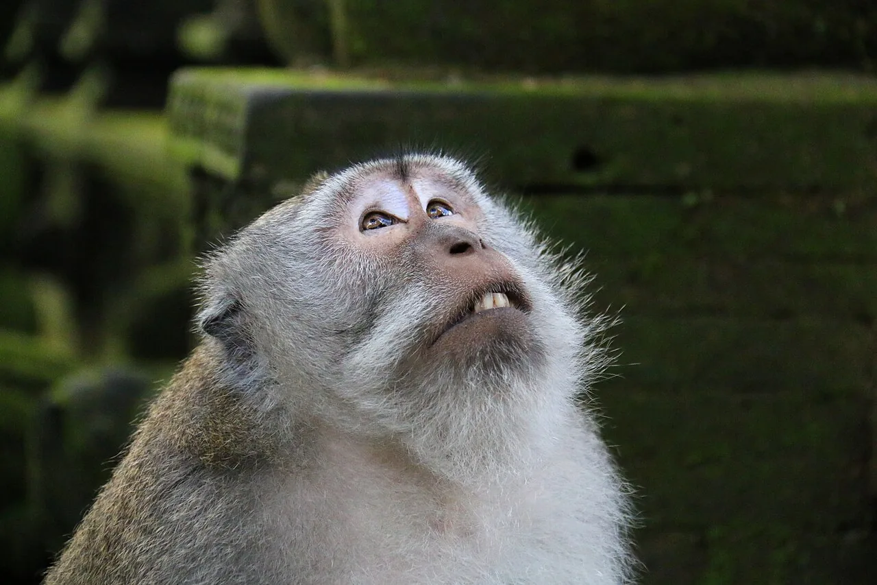 A long-tailed macaque in Ubud Monkey Forest — Ubud Monkey Forest