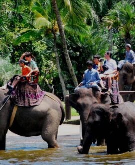 Jungle Safari